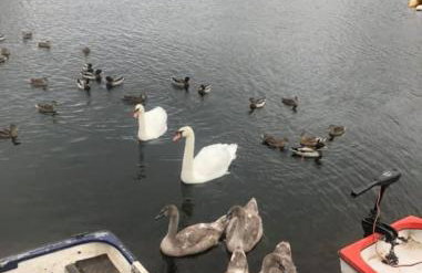 Hunters Lodge - Hot Tub -Pet friendly - Yorkshire - Foto 47