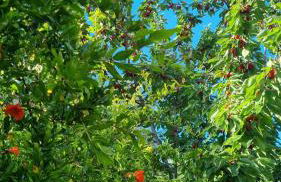 Villa El Còrrec - Photo 10