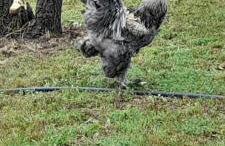 Quinta Da Bolota double room - Foto 28