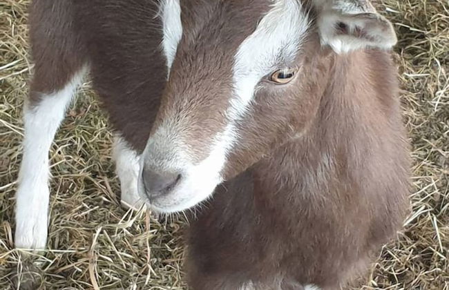 Jilly Park Farm Interactive Experience - Foto 29