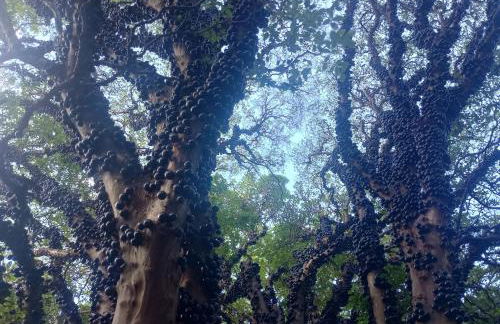 Casa do Cedro - Foto 20