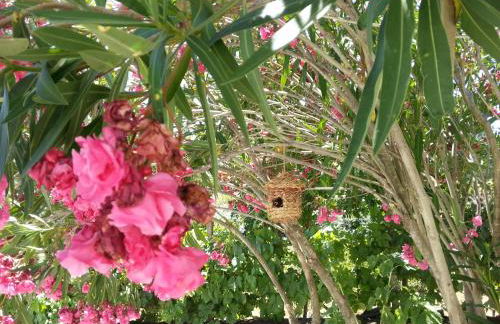 Casa Dos Galegos - Foto 15