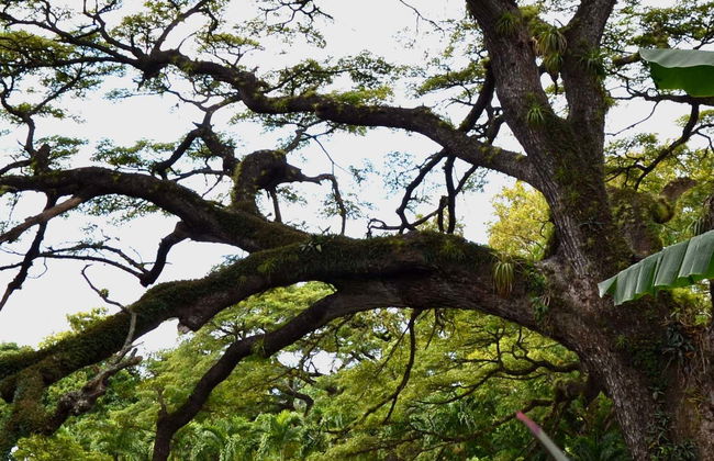 St. Kitts Rainforest Hiking Tour - Photo 1