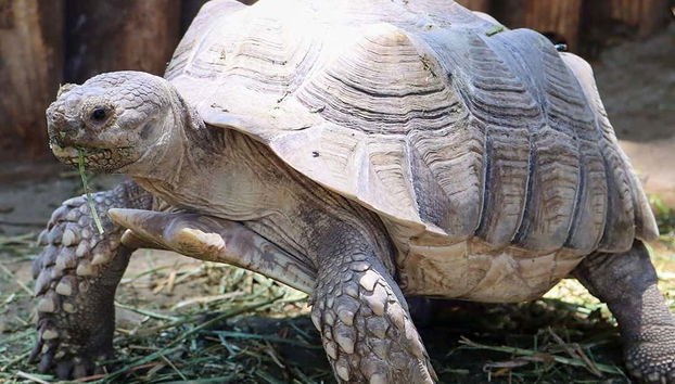 Michin Aquarium Guadalajara Ticket - Foto 4