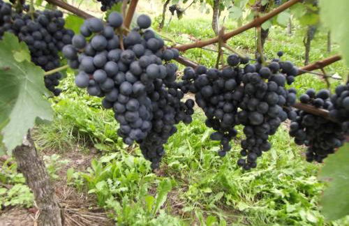 Ferienwohnung Sausen - Foto 45