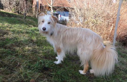 ruhiges Wohnen am Lama und Maine Coon Hof in Alleinlage in Biederbach 3 Zimmer mit Kochgelegenheit Bad - Foto 47