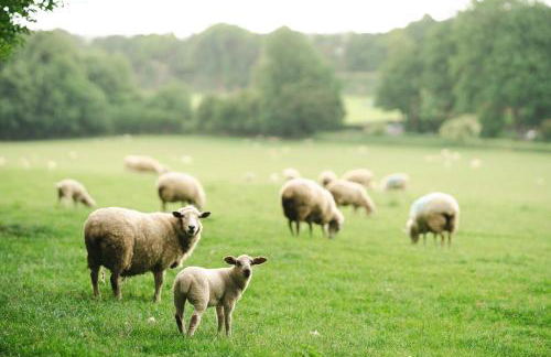 Chawton Park Farm by Wigwam Holidays - Foto 34