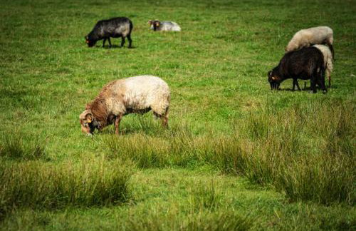 Hygge Młyńsko - Foto 35