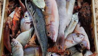 Vacation House a Mola di Bari - Foto 4