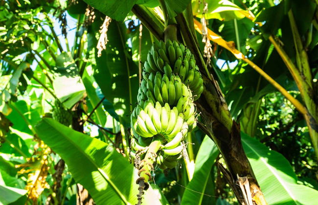 Stone Town, Prison Island & Spice Farms Tour - Foto 6