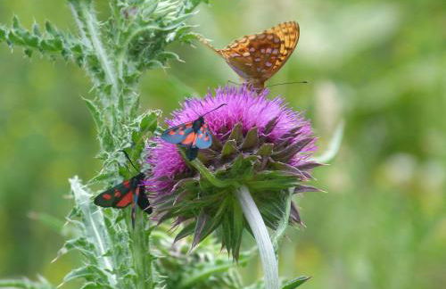 Les Bordes De Paloumières - Foto 66