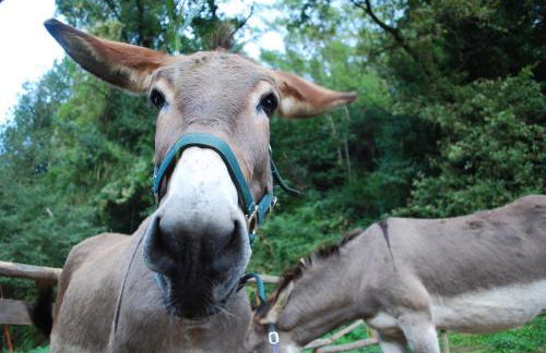 A Casa Del Tosi - Foto 52