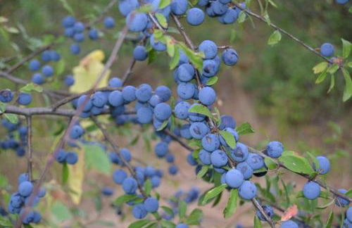 Cabañas Vallecino - Foto 75