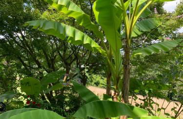 Gîte La Louisiane - Foto 12