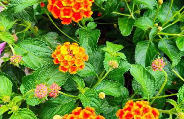 Paineiras Pousada Rural - Foto 32