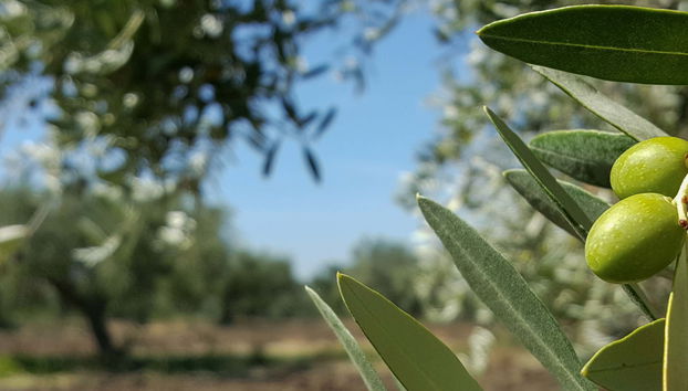 Tour del aceite por Montoro