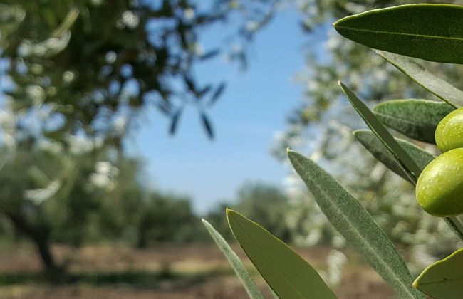 Tour del aceite por Montoro - Foto 5