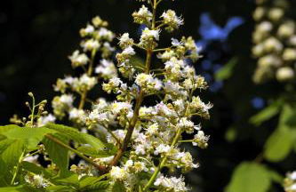 KASTANIENHOF - Foto 10