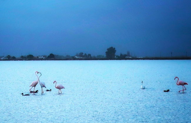 CASTELL GRANADELLA - Foto 38