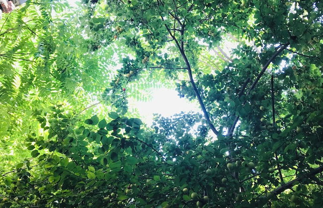 Halil Bey Konağı - Foto 36