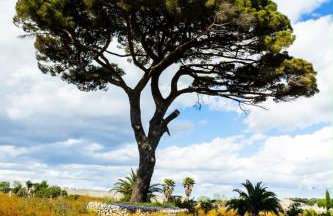 Villa Castiglione 1863 - The real Sicilian holiday - Foto 12