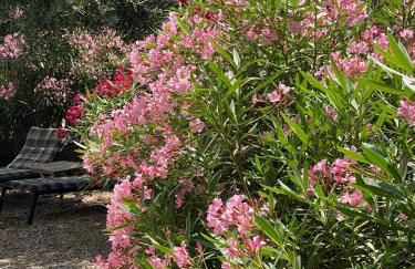 Maison du Midi, 2 Gîtes de charme - Foto 27