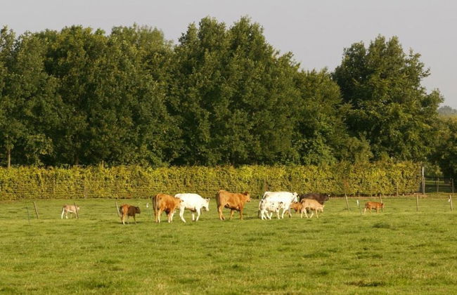 Holiday Home in Bemelen With Sauna - Photo 39