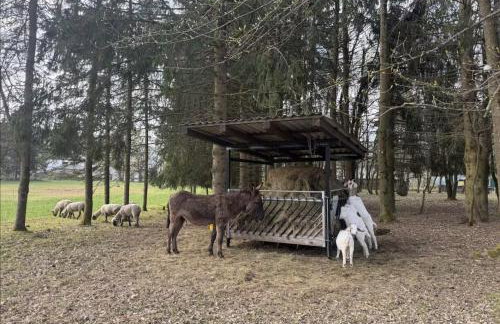Top-Schlafkomfort & Bergblick Natur pur perfekt zum Wandern und Radfahren - Photo 34