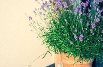 Apartament Pod Lipami - Photo 17