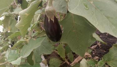 aaaaaaaaaaaaaaaaaaaaaaaaaaaa - Foto 2