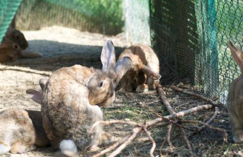 Il Mandorlo - Foto 38