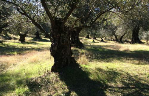 Finca La Favorita- Suites - Foto 80