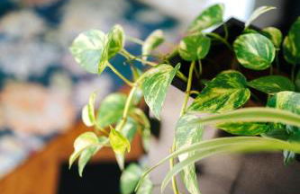 Lovely House - Foto 23