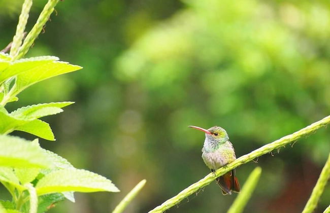 Pura Natura Lodge Arroyo - Foto 41