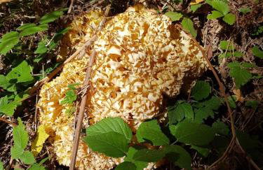 Pallas Casa - Photo 48