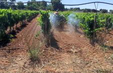 Agriturismo Bellu - Foto 5