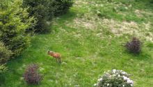 Green Diamond - Foto 5, Garden view
