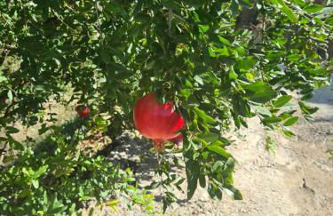 Casa Tropical, serene poolside retreat in nature - Foto 43