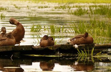 Siedlisko Szwałk - Foto 33