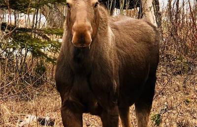 Luxury Living at The Eagles Perch Palmer AK - Foto 25