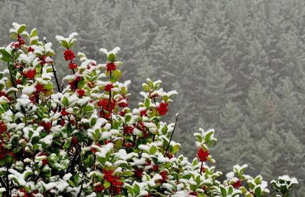 La casa del Alamo - Foto 23