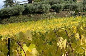 Capannelle Wine Resort - Foto 40