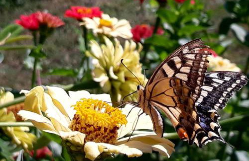 Mare Colline Città d'Arte - Foto 21