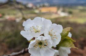 Quinta do Limite - Agroturismo - Foto 1