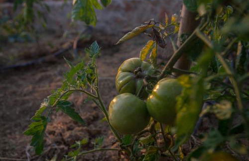 PyleanBlue villas - Foto 36