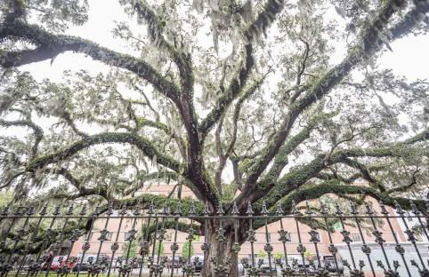 Lynwood Collection on Forsyth 12B by Lucky Savannah - Foto 52