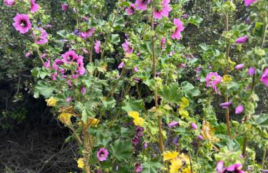 T2 appartment with sea view and swimmimg pool. - Foto 22