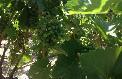 George Paradise - Foto 6