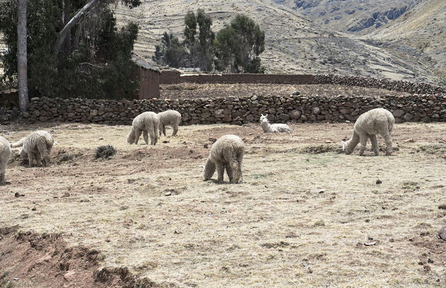 Andean Glamping - Foto 57