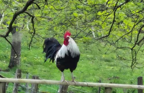 Gîte Pierre, Beynat, Corrèze - Foto 22